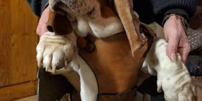 selle pour lutin sur Basset hound -vue3
